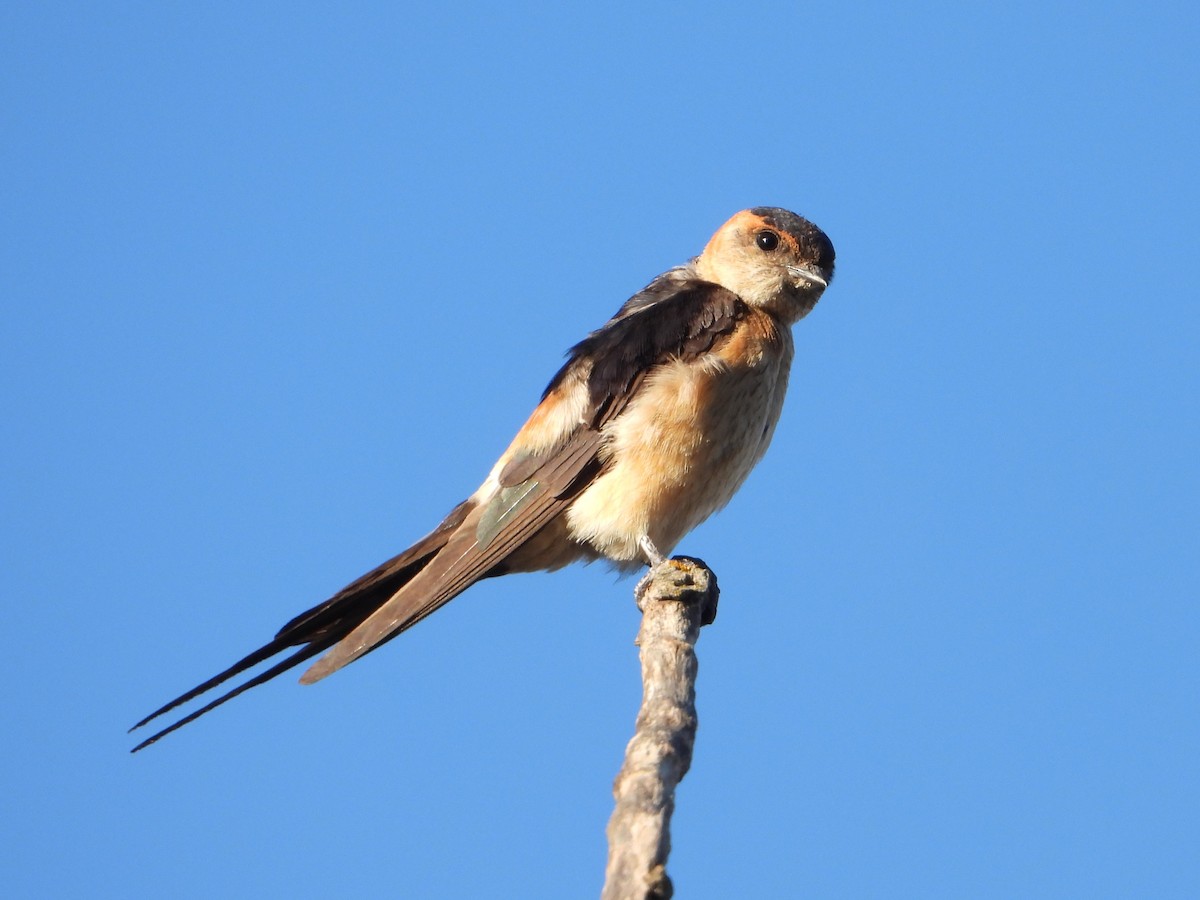 European Red-rumped Swallow - ML642971223