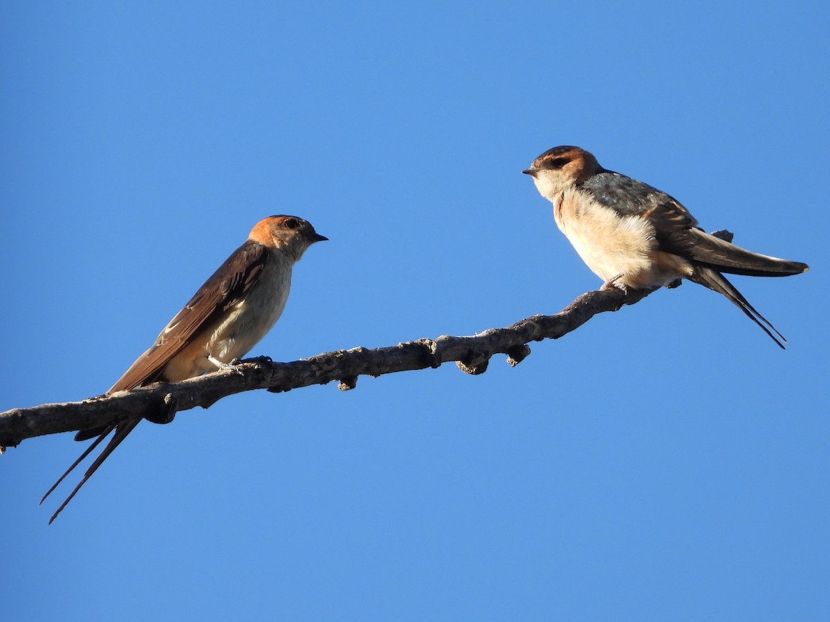 European Red-rumped Swallow - ML642971224