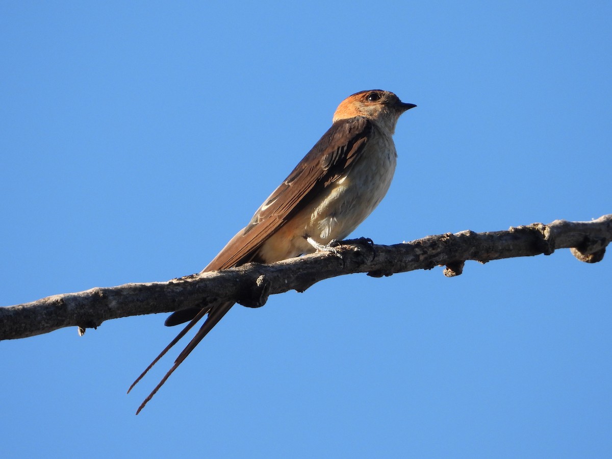 European Red-rumped Swallow - ML642971225