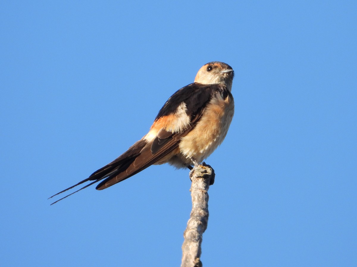 European Red-rumped Swallow - ML642971226
