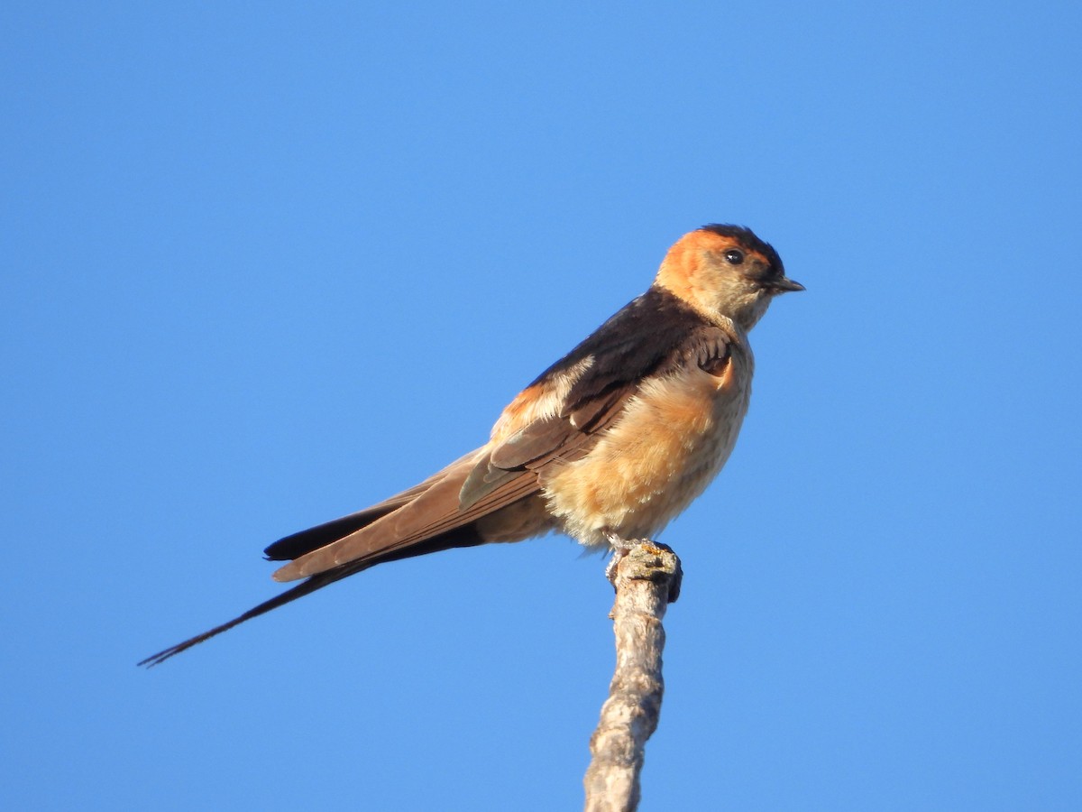 European Red-rumped Swallow - ML642971227