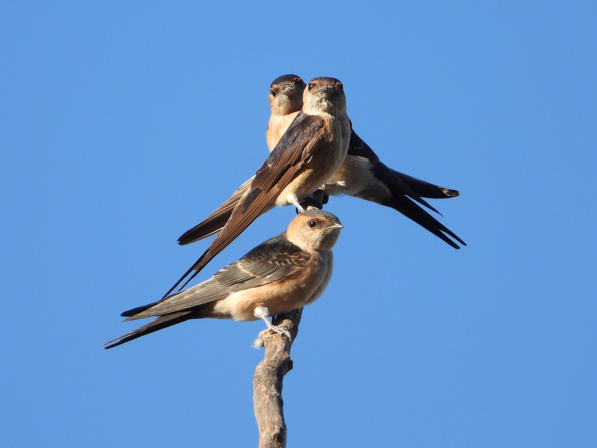 European Red-rumped Swallow - ML642971229