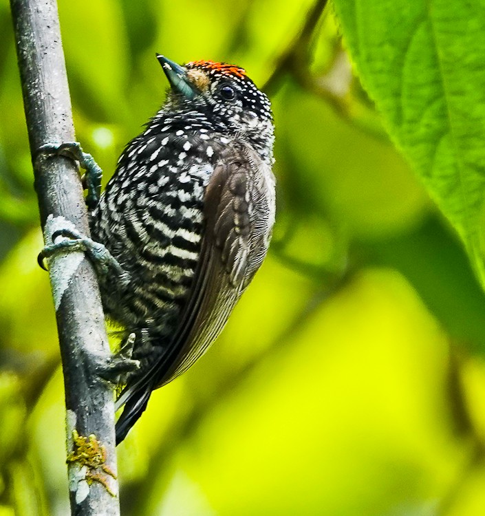 Speckle-chested Piculet - ML642971245