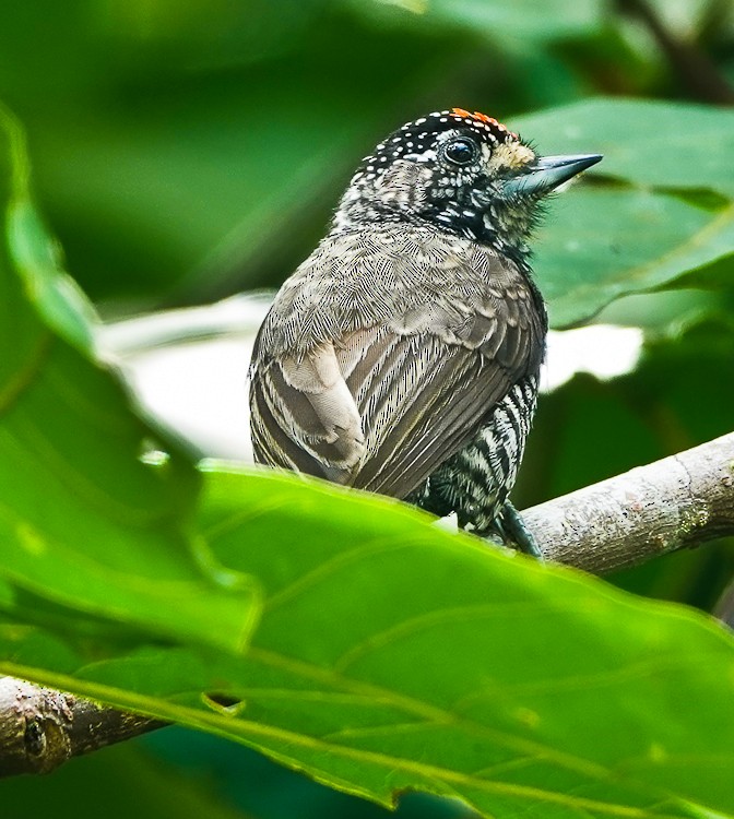 Speckle-chested Piculet - ML642971246