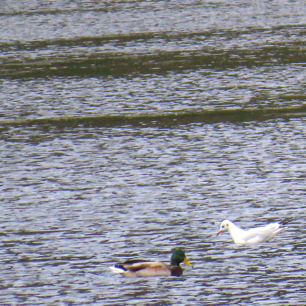 Black-headed Gull - ML642971247