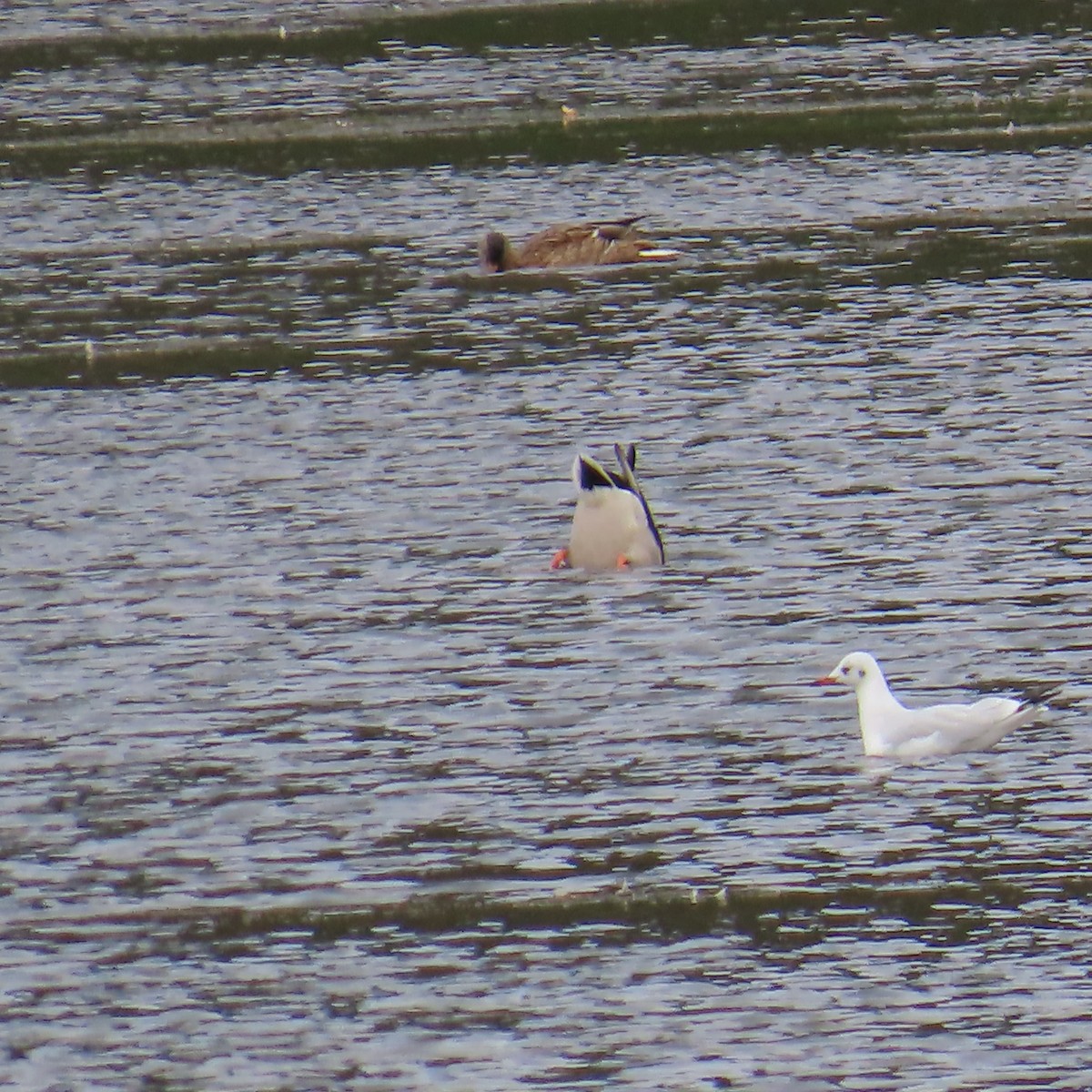 Black-headed Gull - ML642971248