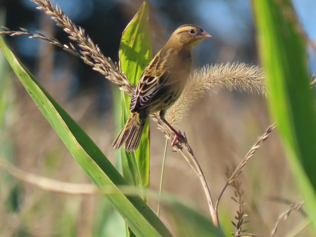 Bobolink - ML642971270