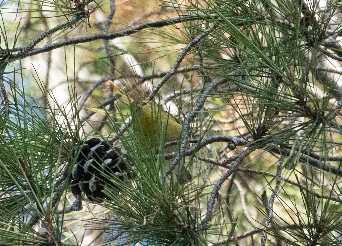 Tennessee Warbler - ML642971297