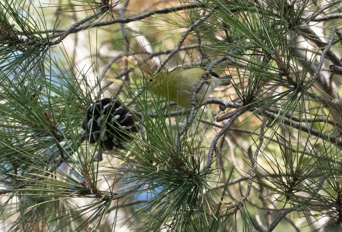 Tennessee Warbler - ML642971298