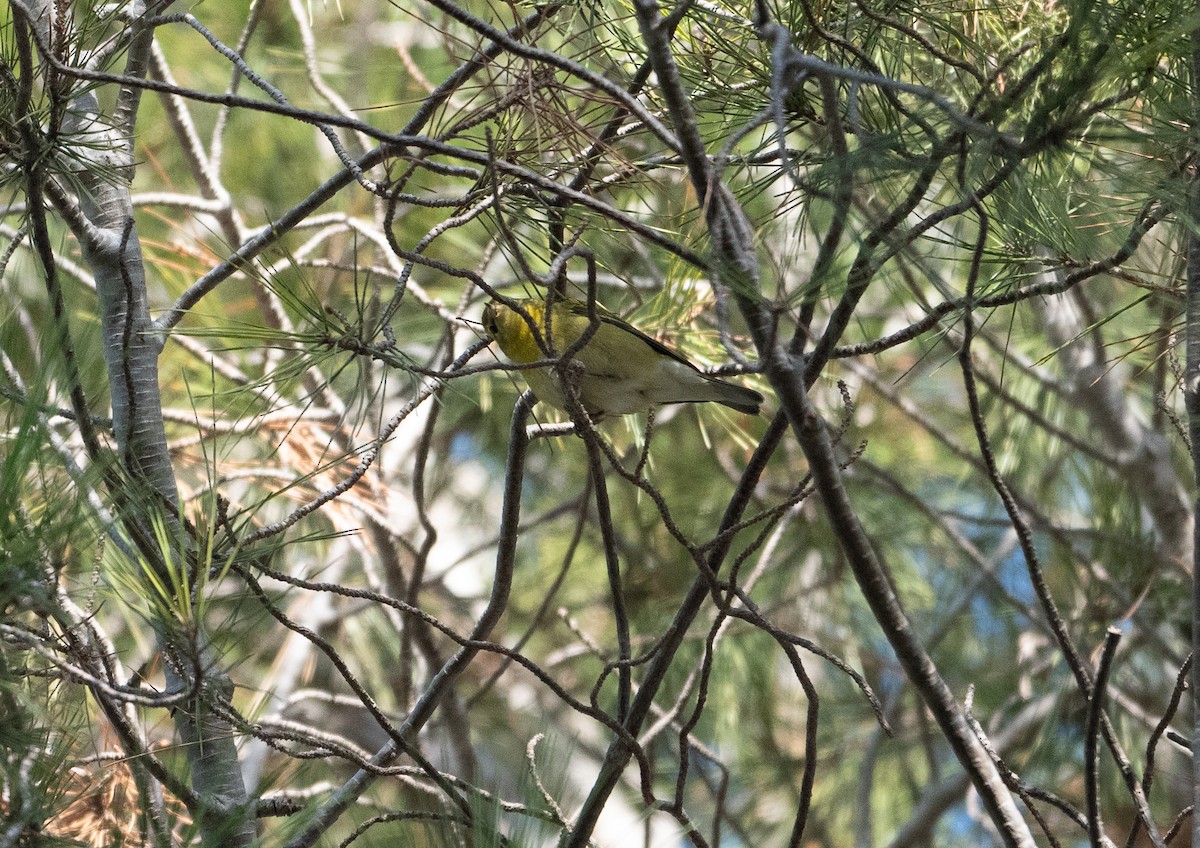 Tennessee Warbler - ML642971299