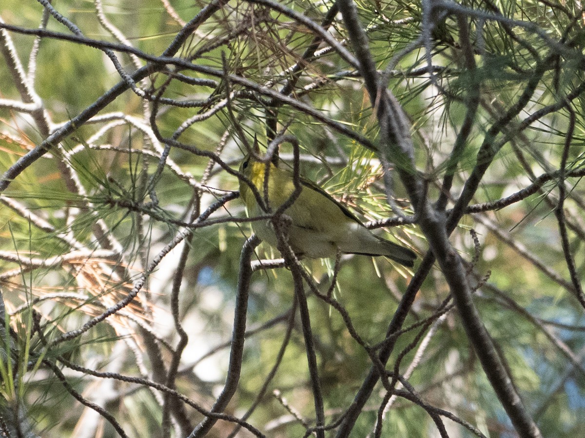 Tennessee Warbler - ML642971300
