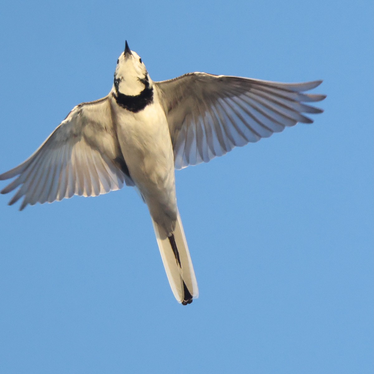 נחליאלי לבן - ML642971304