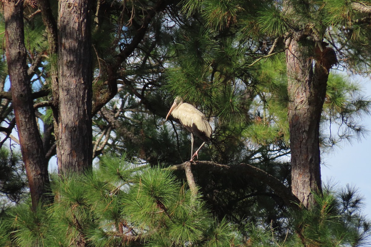 amerikastork - ML642971314