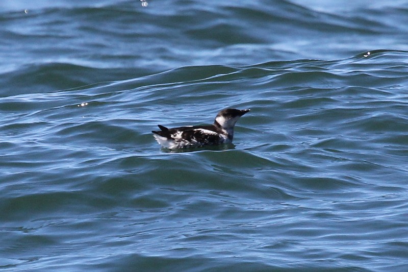 Marbled Murrelet - ML642971319