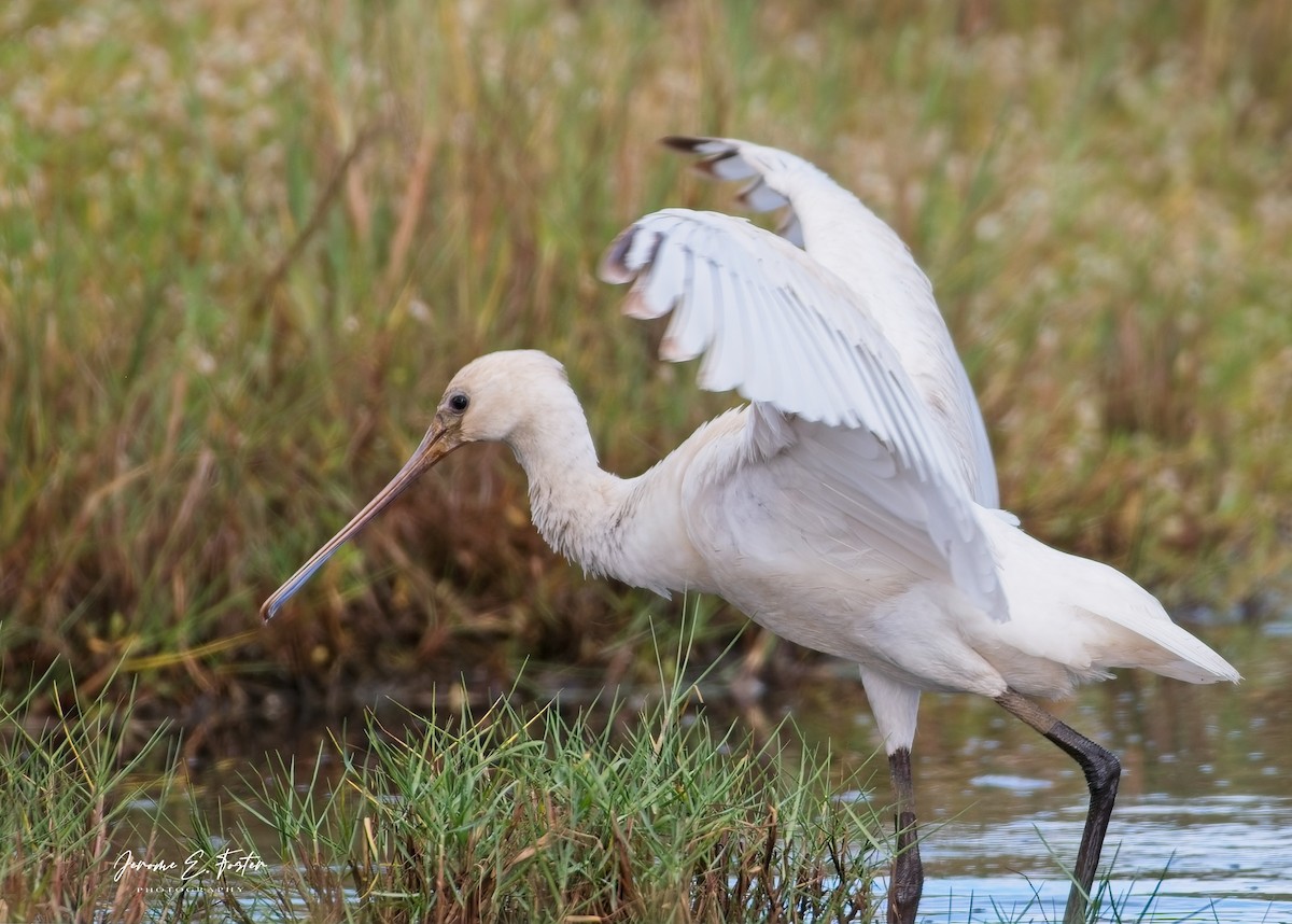 Eurasian Spoonbill - ML642971322