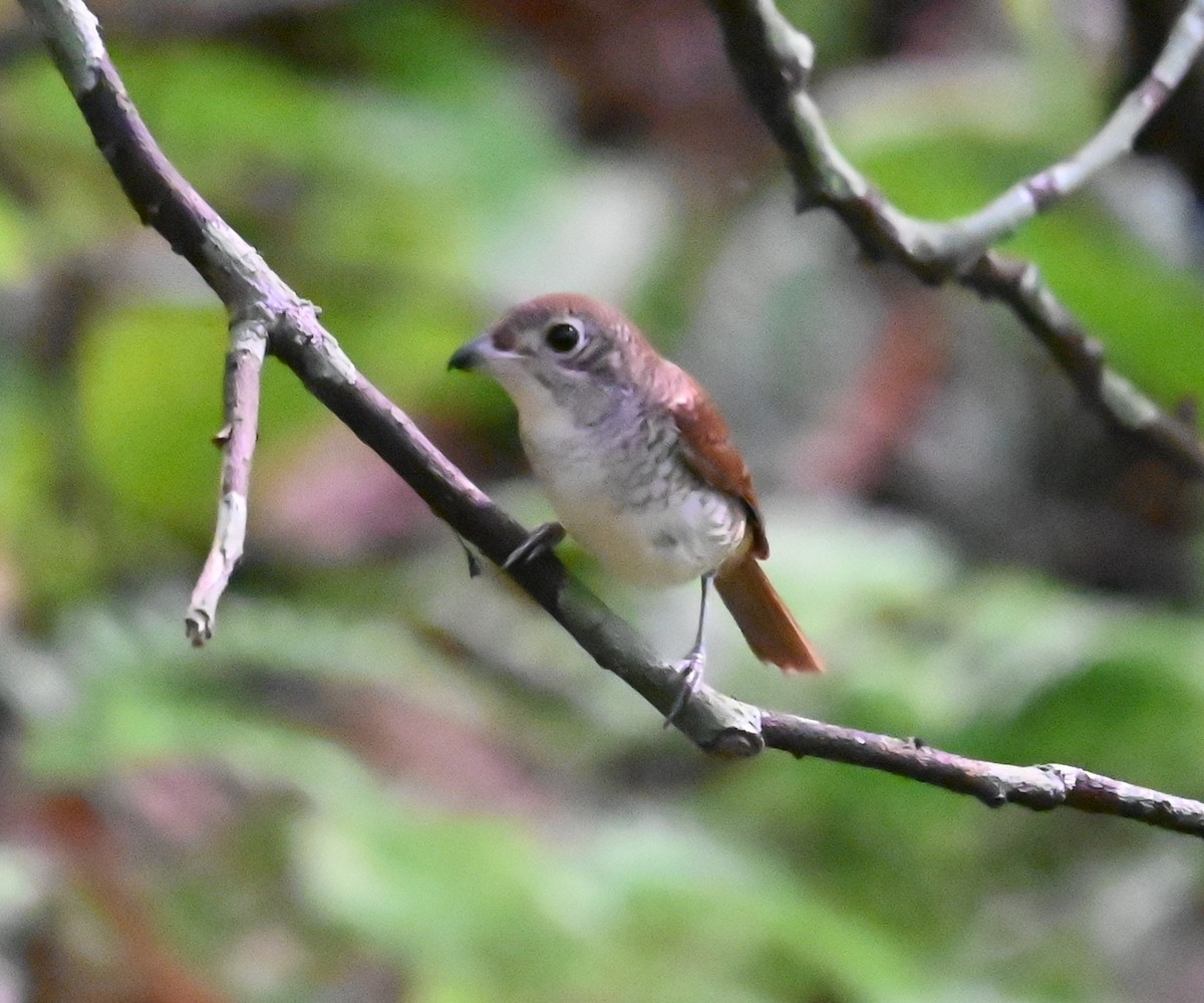 Tiger Shrike - ML642971324