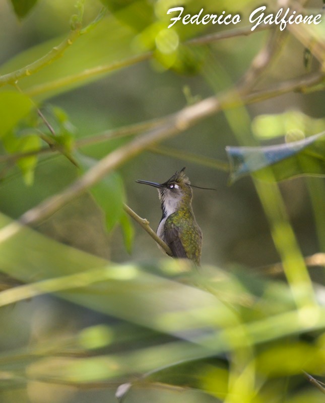 Колібрі пурпуровочубий - ML642971329