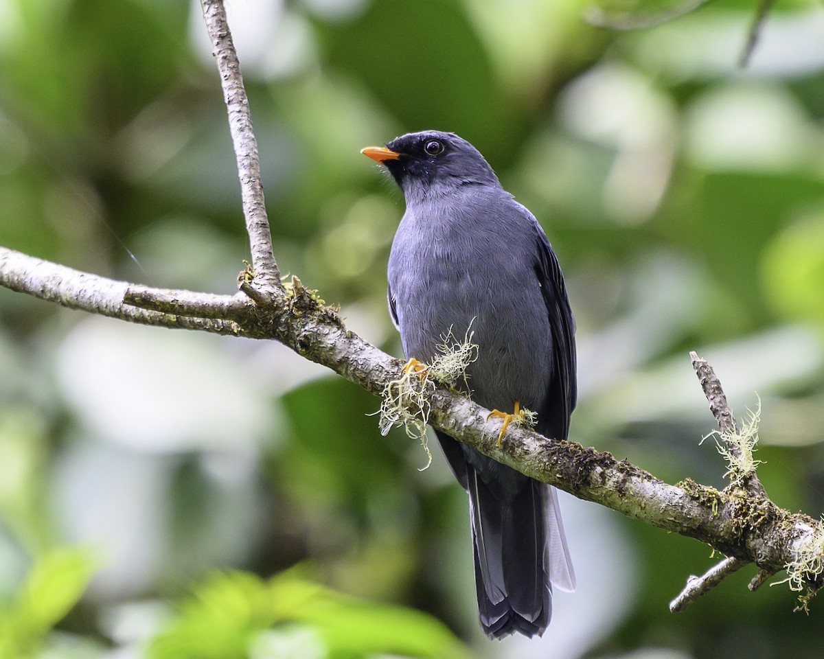 Black-faced Solitaire - ML642971339