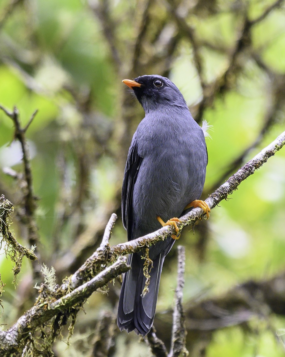 Black-faced Solitaire - ML642971341
