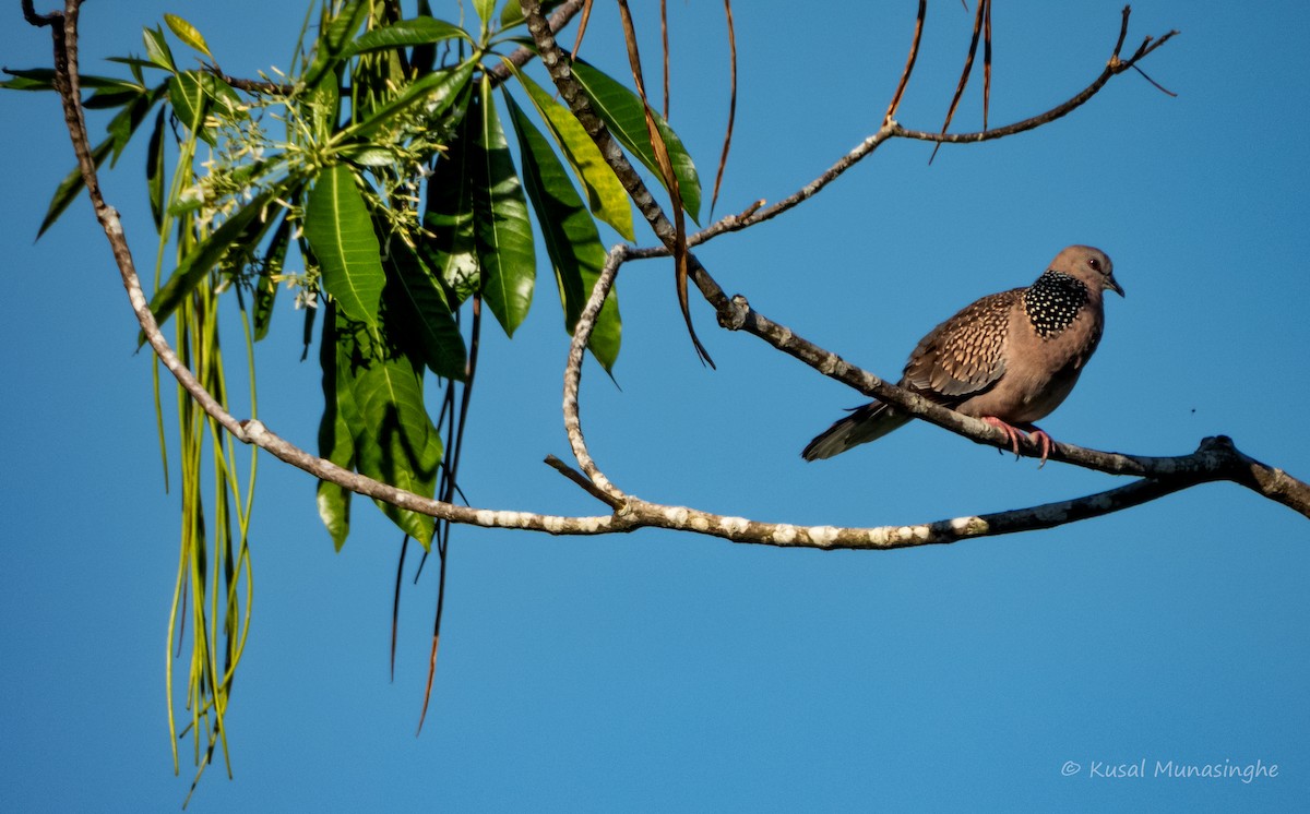 Spotted Dove - ML642971355