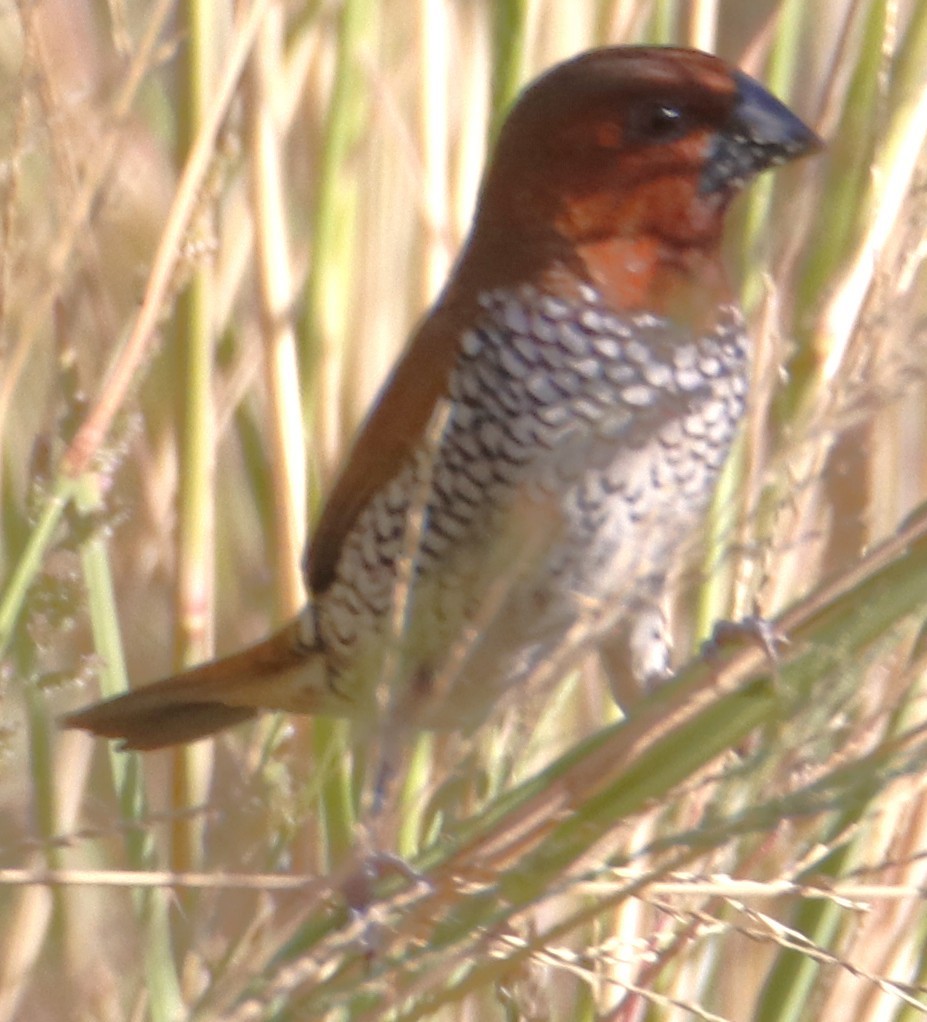 Munia pettosquamato - ML642971358
