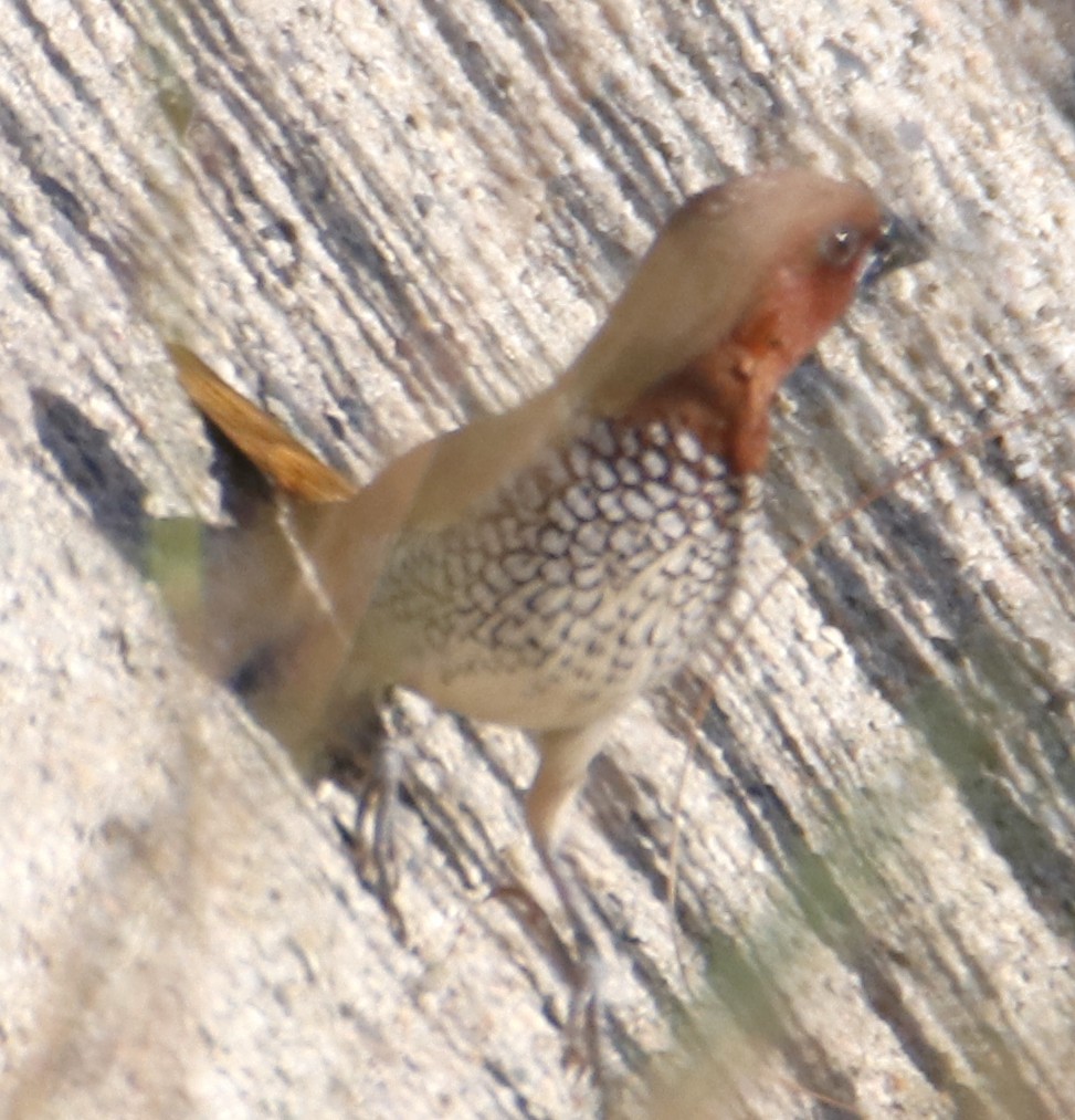 Munia pettosquamato - ML642971362