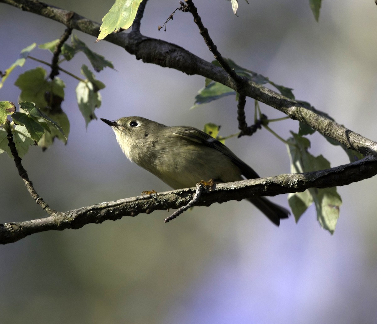 Erregetxo mottogorria - ML642971375