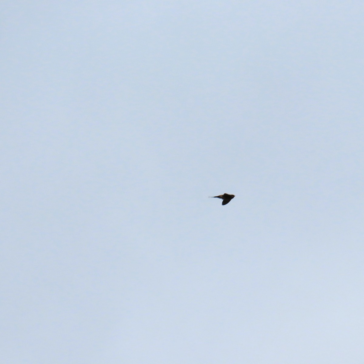 European Red-rumped Swallow - ML642971376
