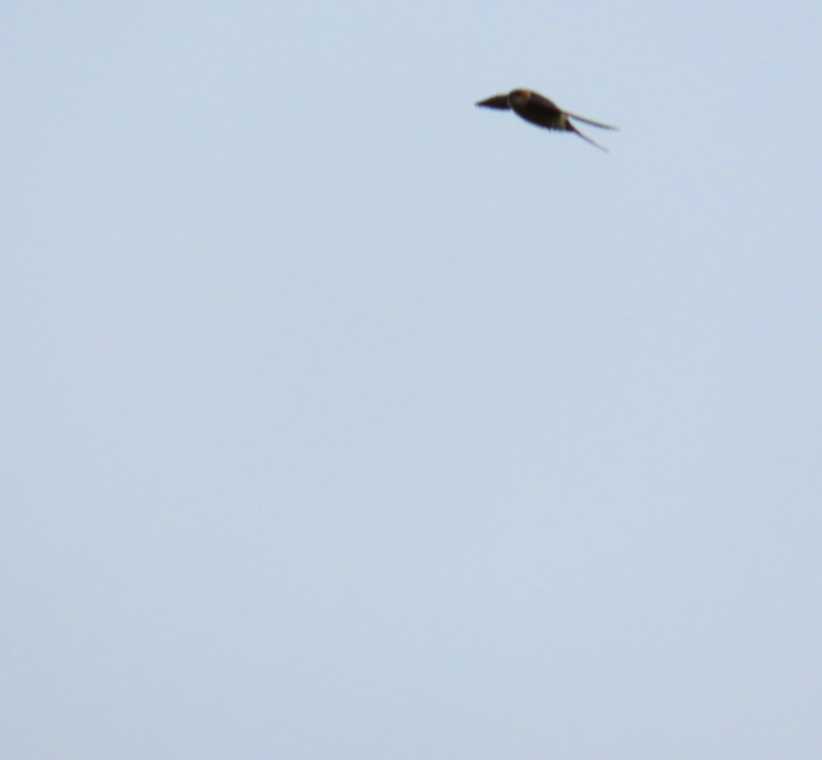 European Red-rumped Swallow - ML642971377