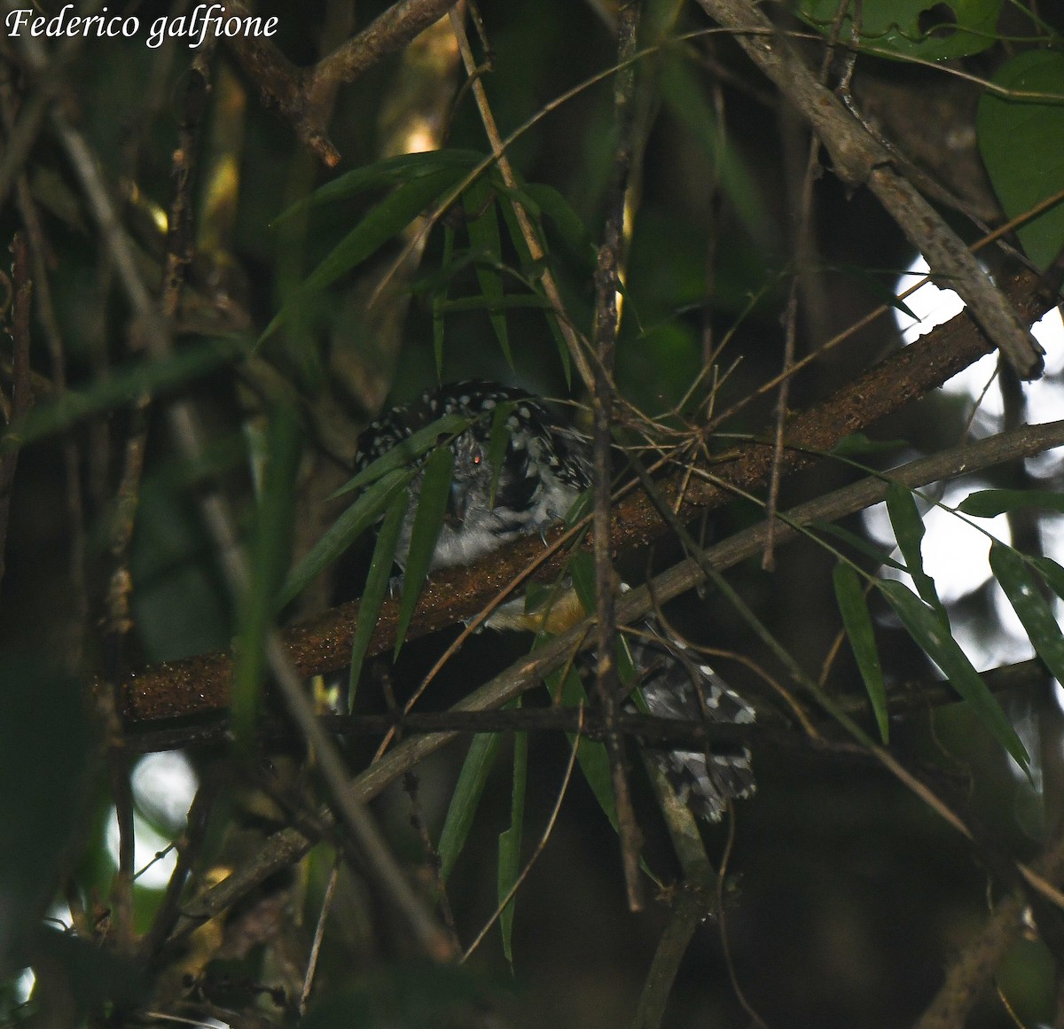 Spot-backed Antshrike - ML642971378