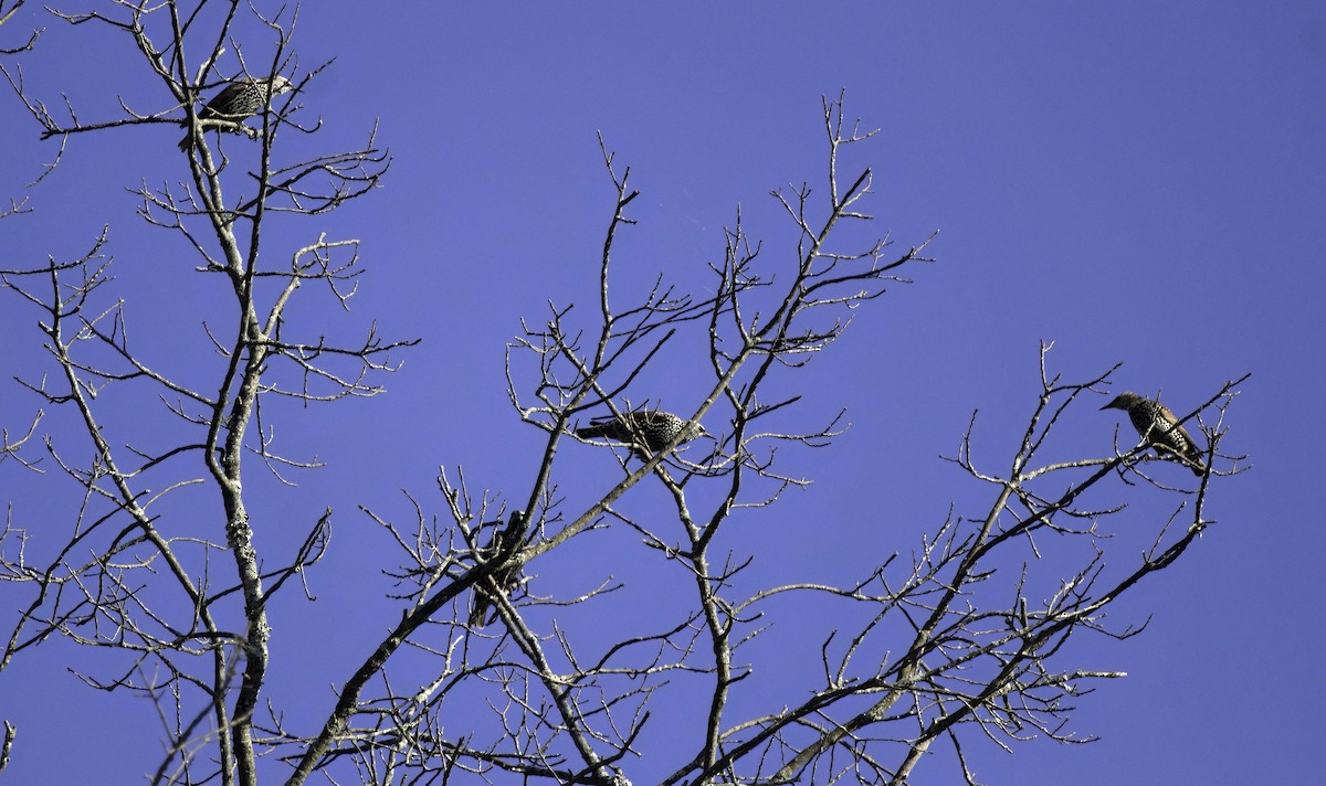 Arabazozo pikarta - ML642971382