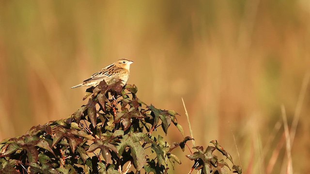 Bobolink - ML642971383