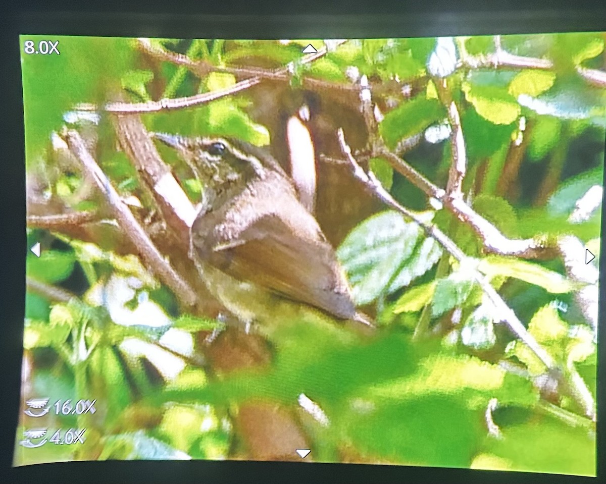 Large-billed Leaf Warbler - ML642971394