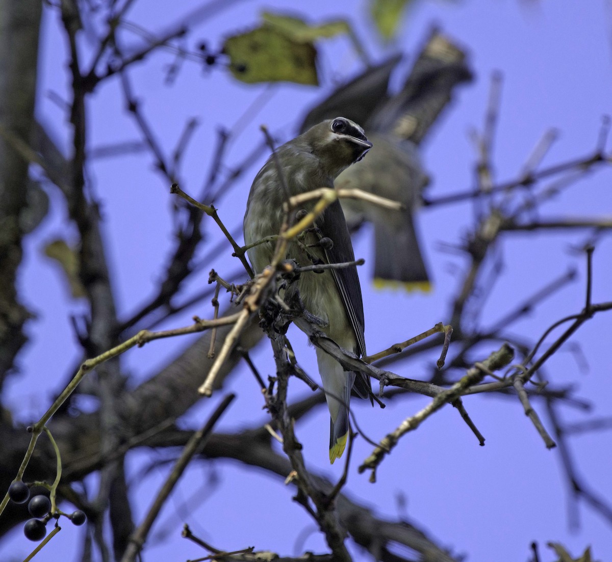 Buztanori amerikarra - ML642971402