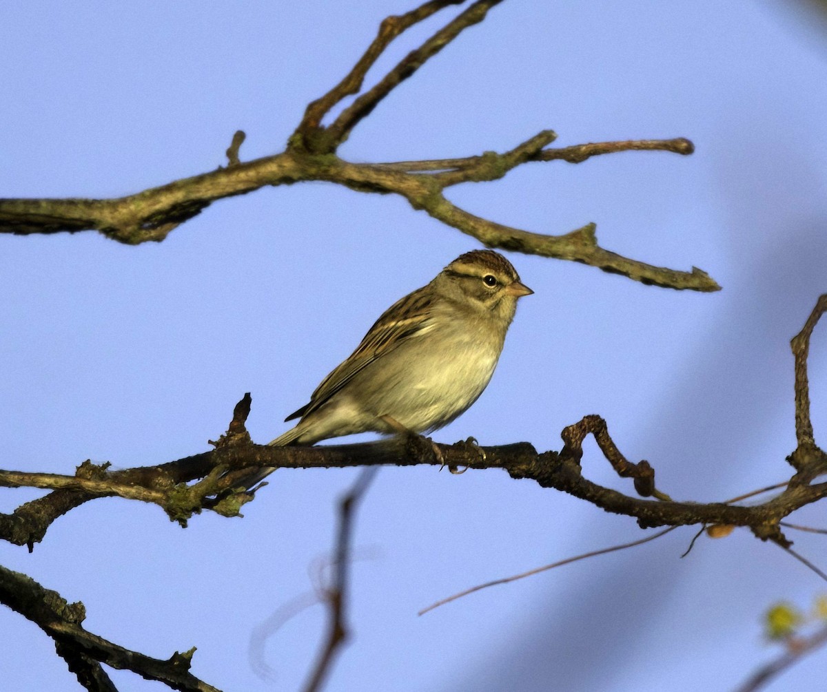 Chipping Sparrow - ML642971413