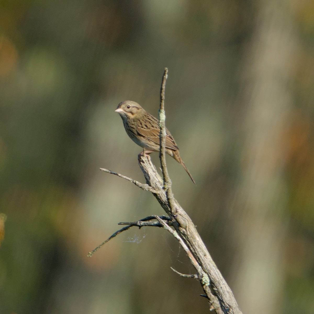 Lincoln's Sparrow - ML642971414