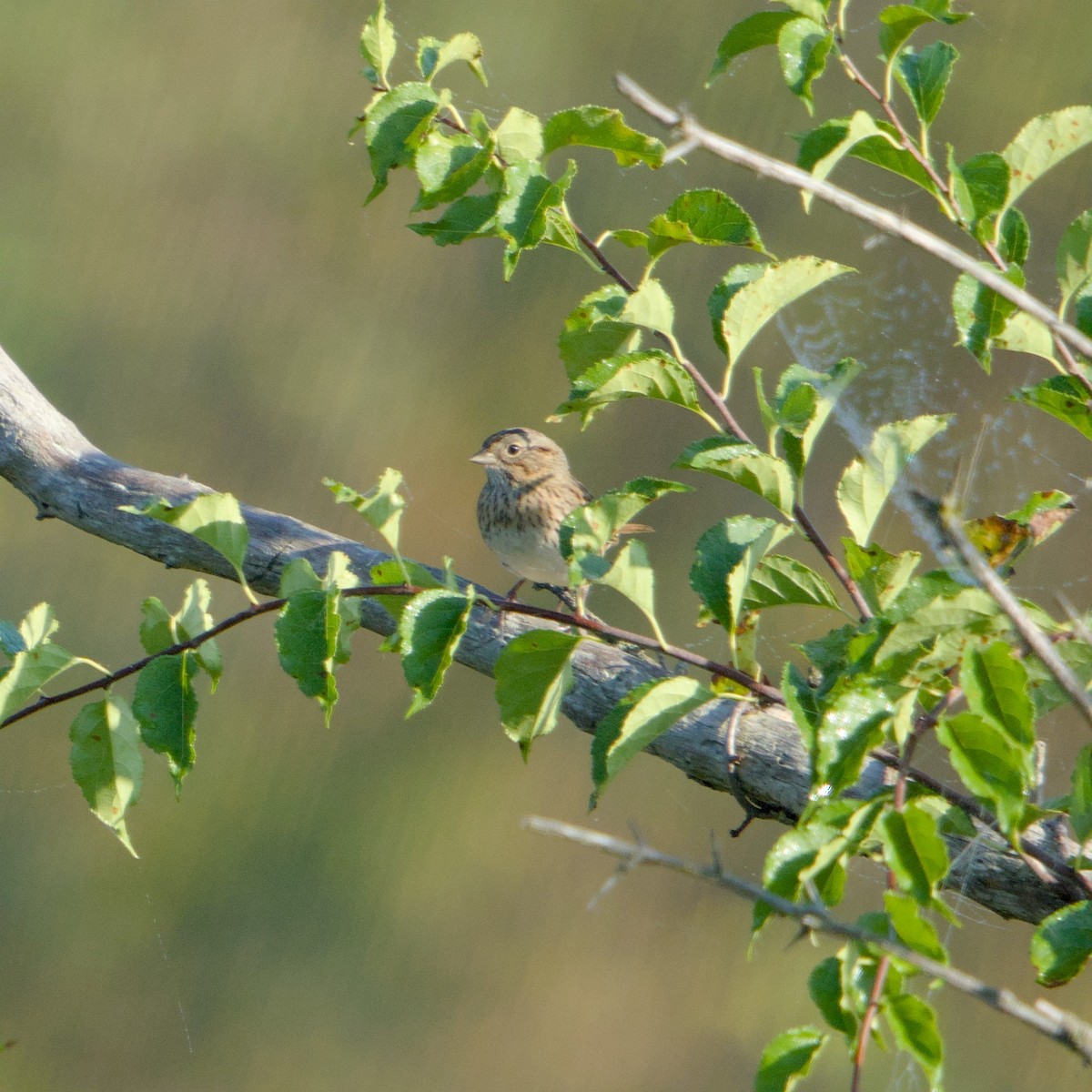Lincoln's Sparrow - ML642971415