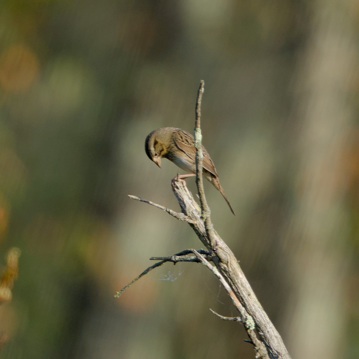 Lincoln's Sparrow - ML642971416