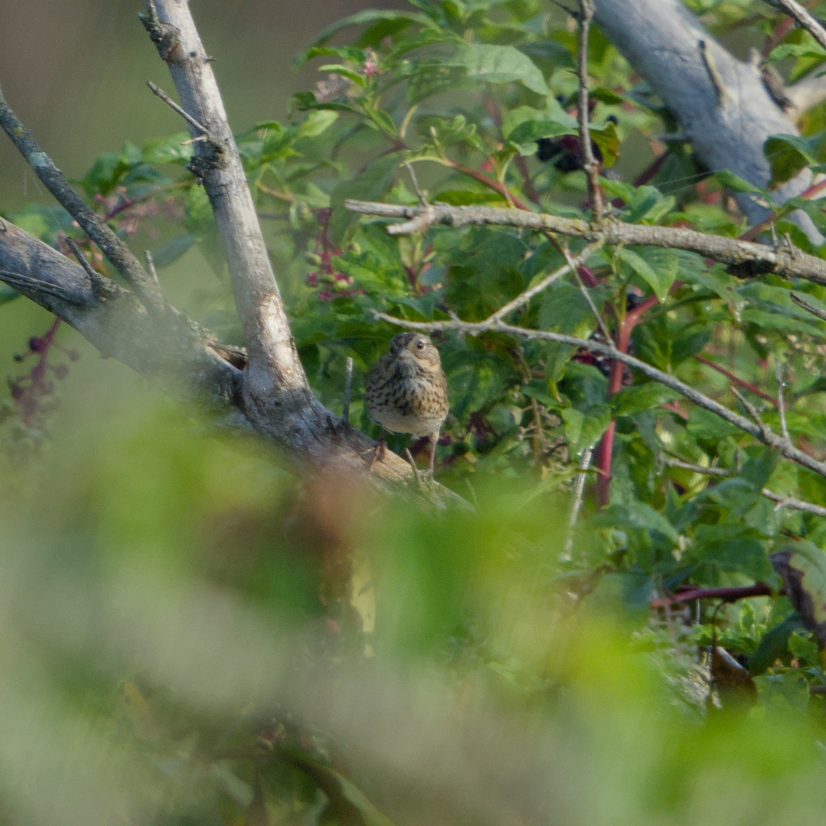 Lincoln's Sparrow - ML642971417