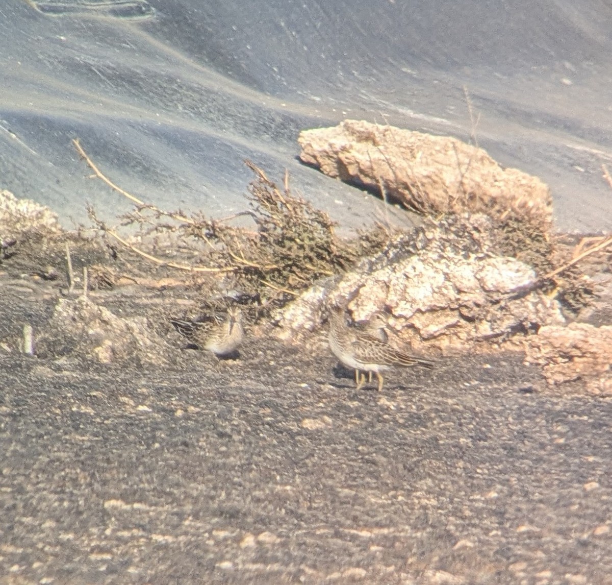 Pectoral Sandpiper - ML642971418