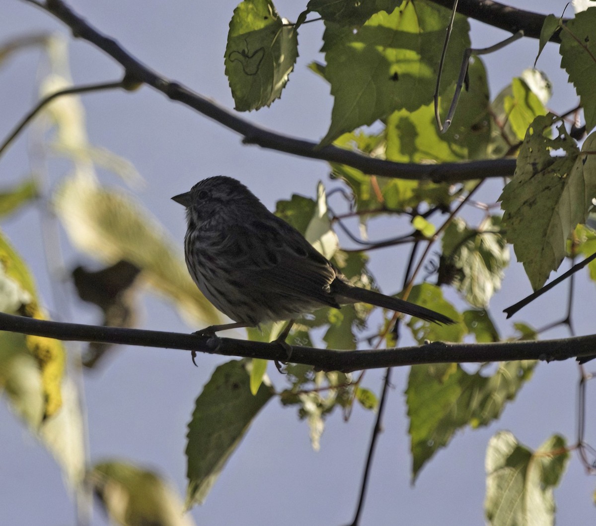 Song Sparrow - ML642971420