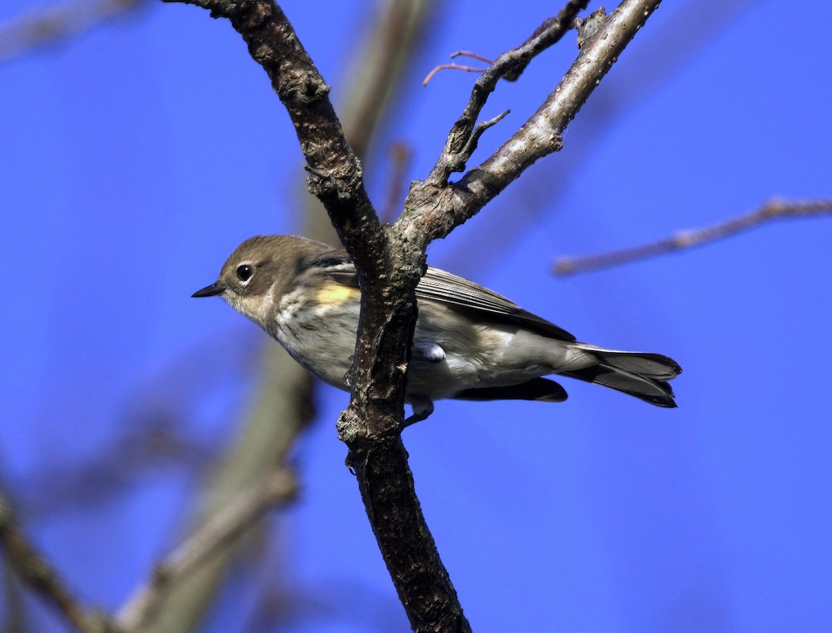 Yellow-rumped Warbler - ML642971433