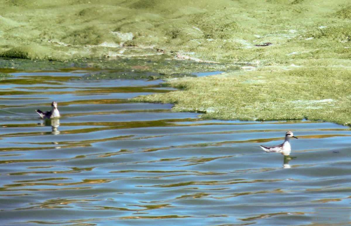 Odinshühnchen - ML642971445