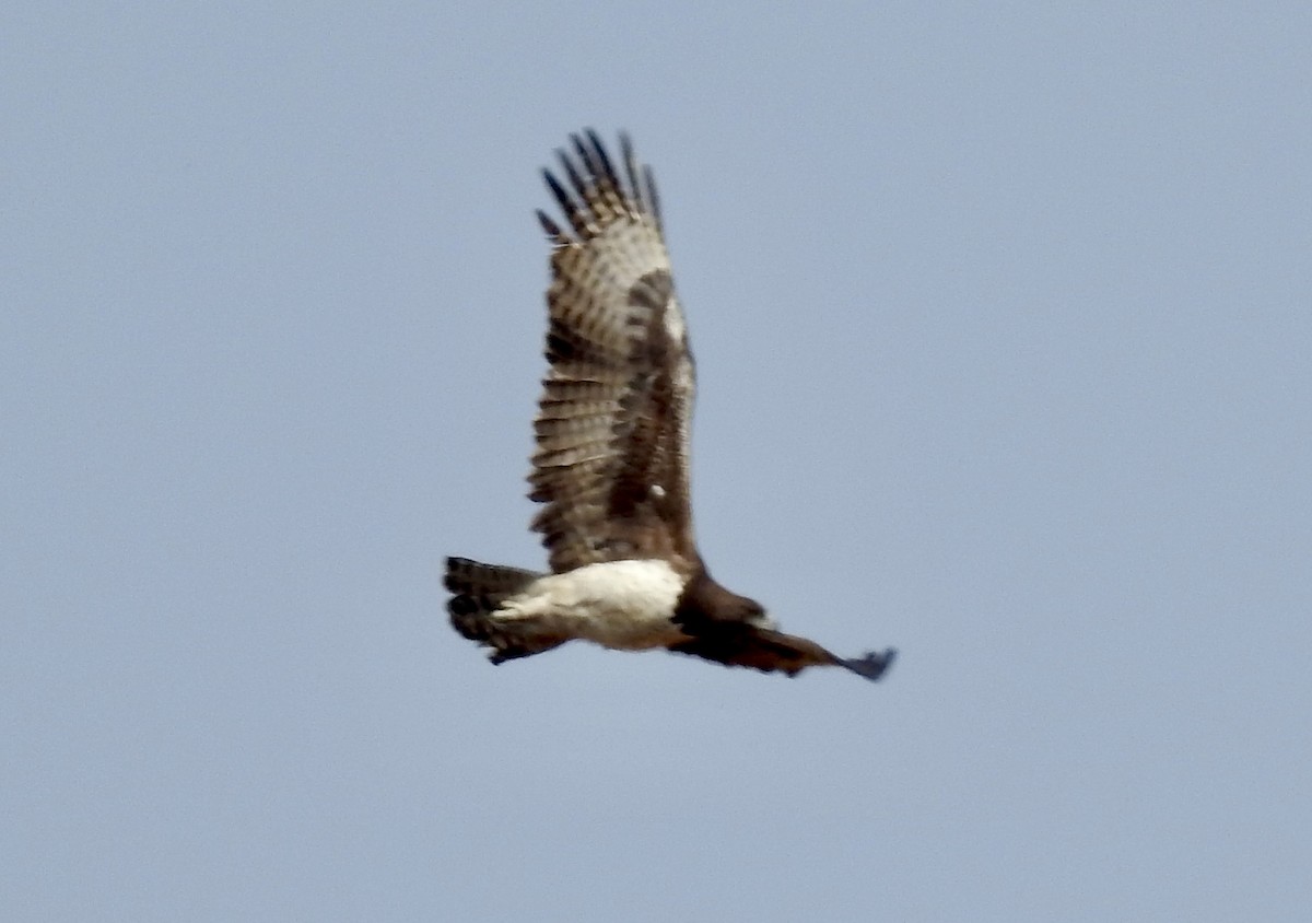 Martial Eagle - ML642971449