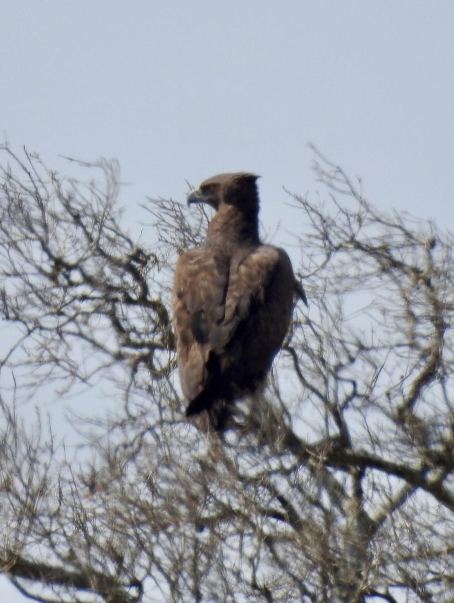 Martial Eagle - ML642971450