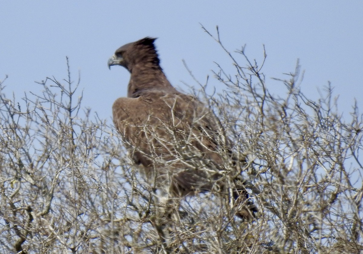 Martial Eagle - ML642971451