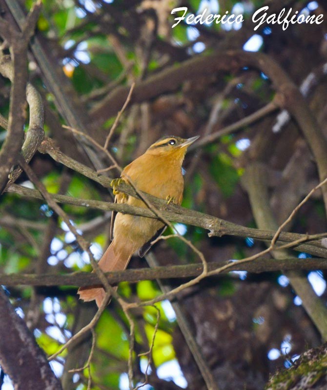 Ochre-breasted Foliage-gleaner - ML642971454