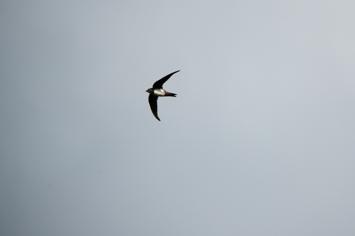 Alpine Swift - ML642971461