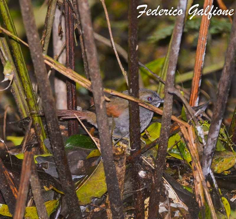 Gray-bellied Spinetail - ML642971498