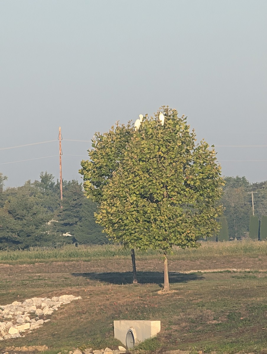 Koartza zuria - ML642971502